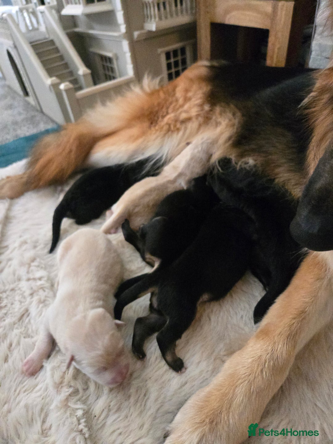 German Shepherd dogs for sale: German shepherd pups 3 boys 1 girl - Advert 6