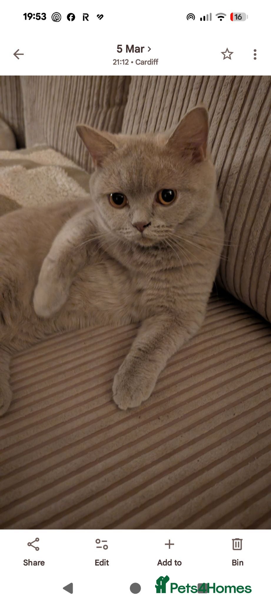 British Shorthair cats Lilac British shorthair kittens - Advert 12