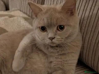 British Shorthair cats Lilac British shorthair kittens - Advert 3