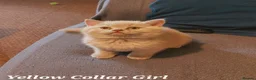 British Shorthair cats for sale: ⭐️ GCCF Registered British Shorthair Kittens ⭐️ - Advert 6
