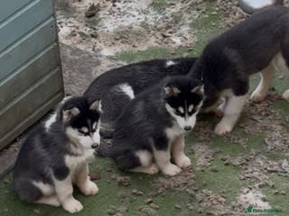 Siberian Husky dogs 4 pups left! - Advert 1