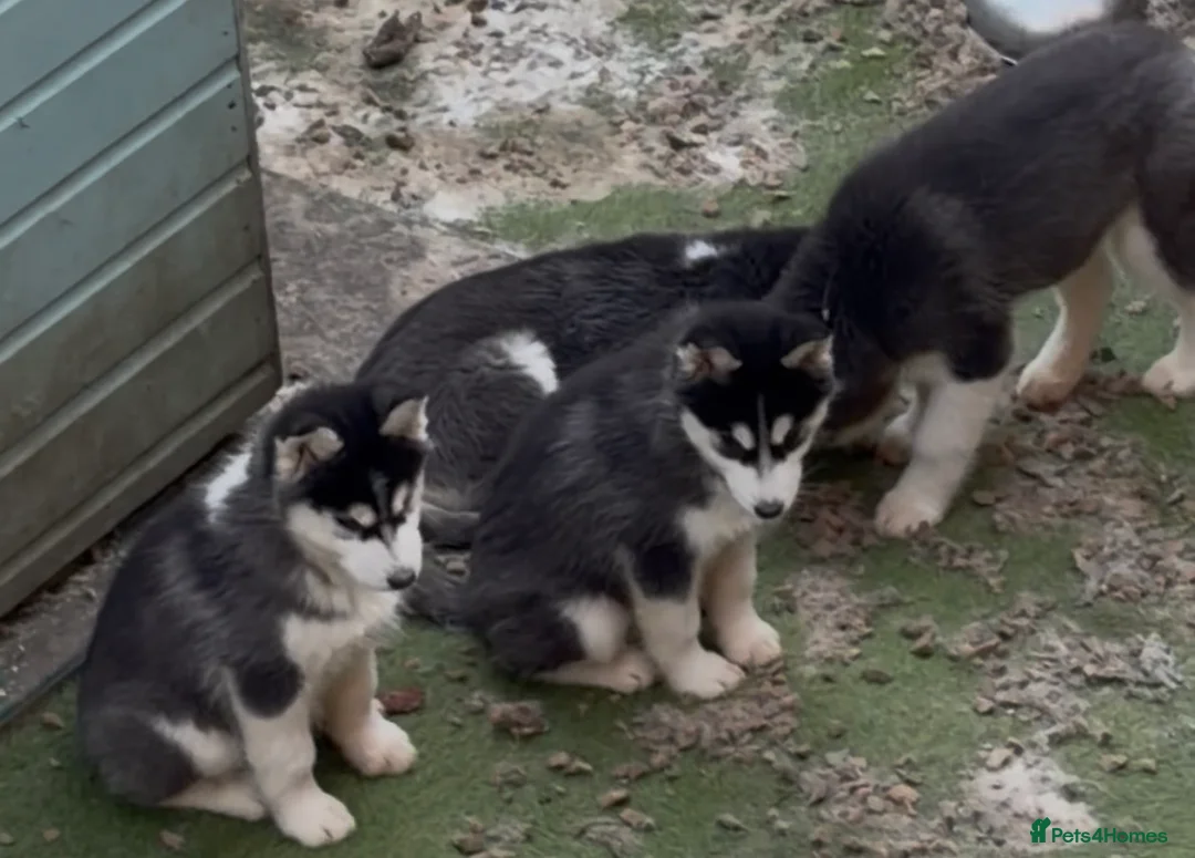 Siberian Husky dogs for sale: 2 pups left! - Advert 1