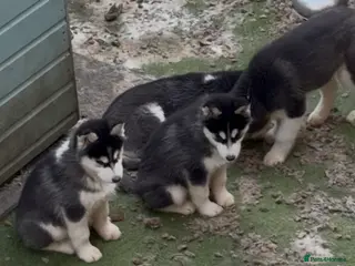 Siberian Husky dogs 4 pups left! - Advert 12