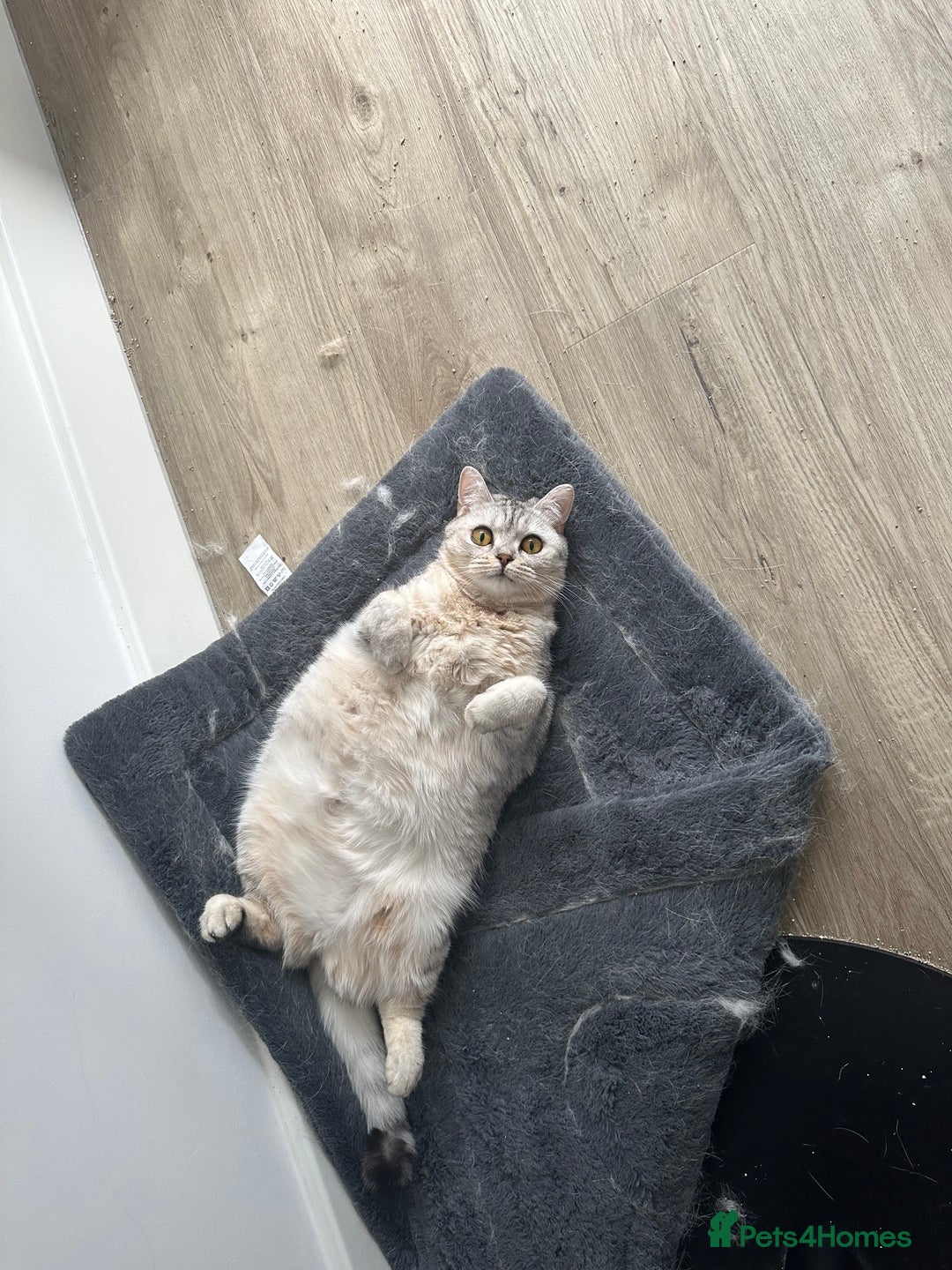 British Shorthair cats for sale: 2x British Shorthair - Advert 8