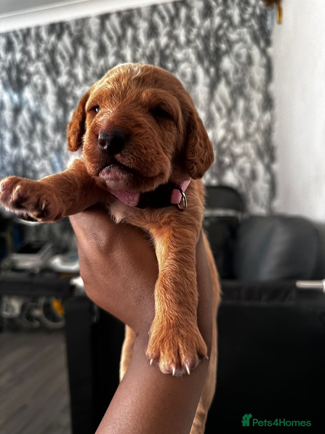 Doxiepoo dogs for sale: Stunning Doxiepoo Puppies for sale  - Advert 2