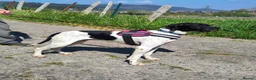 Pointer dogs for adoption: Pointer, Duke  - Advert 3