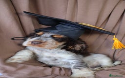 Cocker Spaniel dogs for sale: Championline Cocker Spaniel - Advert 7