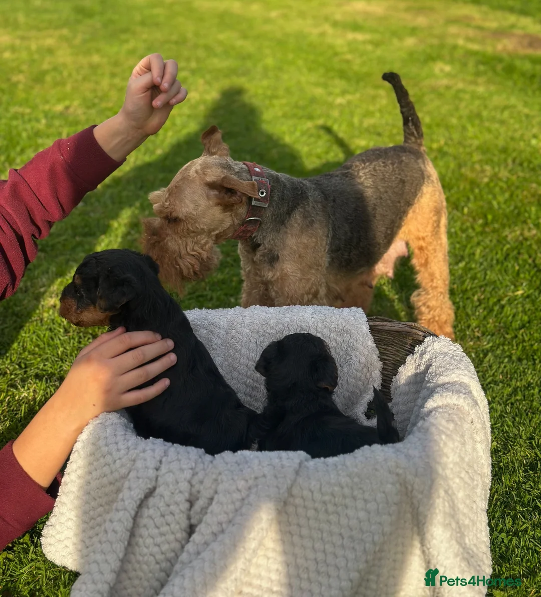 Welsh Terrier dogs for sale: Beautiful Welsh Terrier puppies  - Advert 8