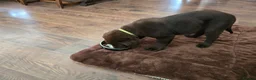 Labrador Retriever dogs for sale: KCReg Chocolate Lab Boy–Ready Now NewRajArk Kennel - Advert 5