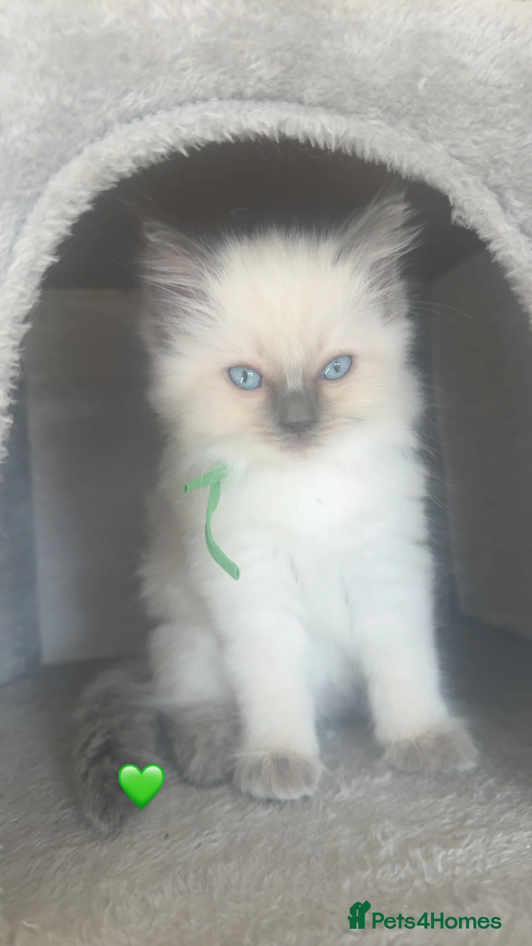 Ragdoll cats for sale: GCCF Blue pointed Ragdoll Kittens - Advert 2