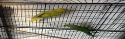 Ringnecks birds for sale: Ringneck’s - Advert 1