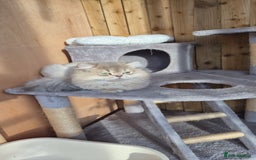 British Longhair cats for stud: Stud (British Longhair)  - Image 8