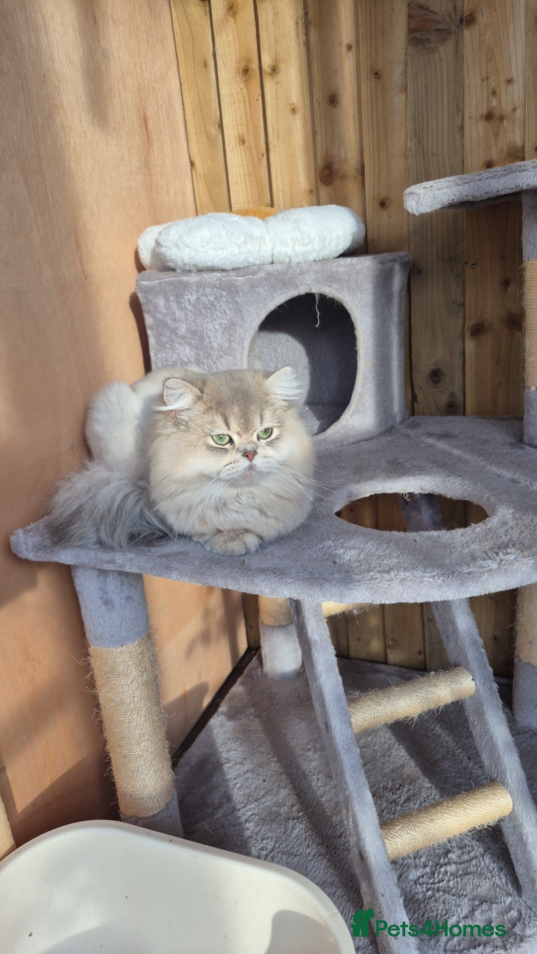 British Longhair cats for stud: Stud (British Longhair)  - Image 8