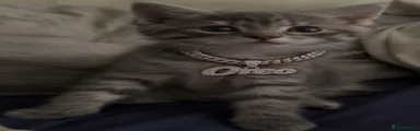 Oreo