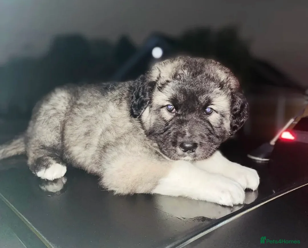 Caucasian Shepherd Dog dogs for sale: Rare Russian Ovcharka full breed Puppy  - Advert 1