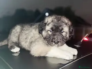 Caucasian Shepherd Dog dogs Rare Russian Ovcharka full breed Puppy - Advert 2