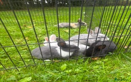 Rex rabbits for sale: Beautiful dwarf lop and mini rex babies  - Image 7