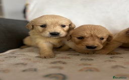 Golden Retriever dogs for sale: Beautiful golden retriever litter 🐶⭐️ - Image 21