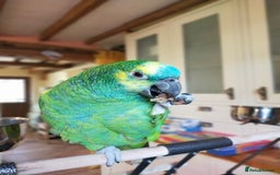 Parrots birds for sale: Jessie - Image 17