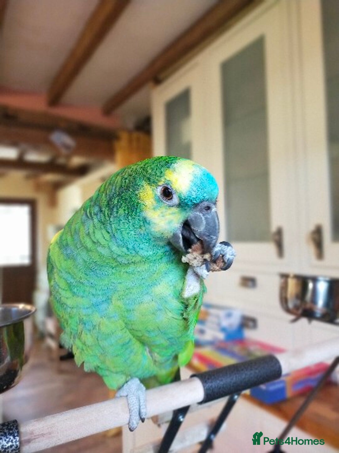 Parrots birds for sale: Jessie - Image 17