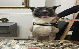 Huskita dogs for sale: Nella  - Image 3