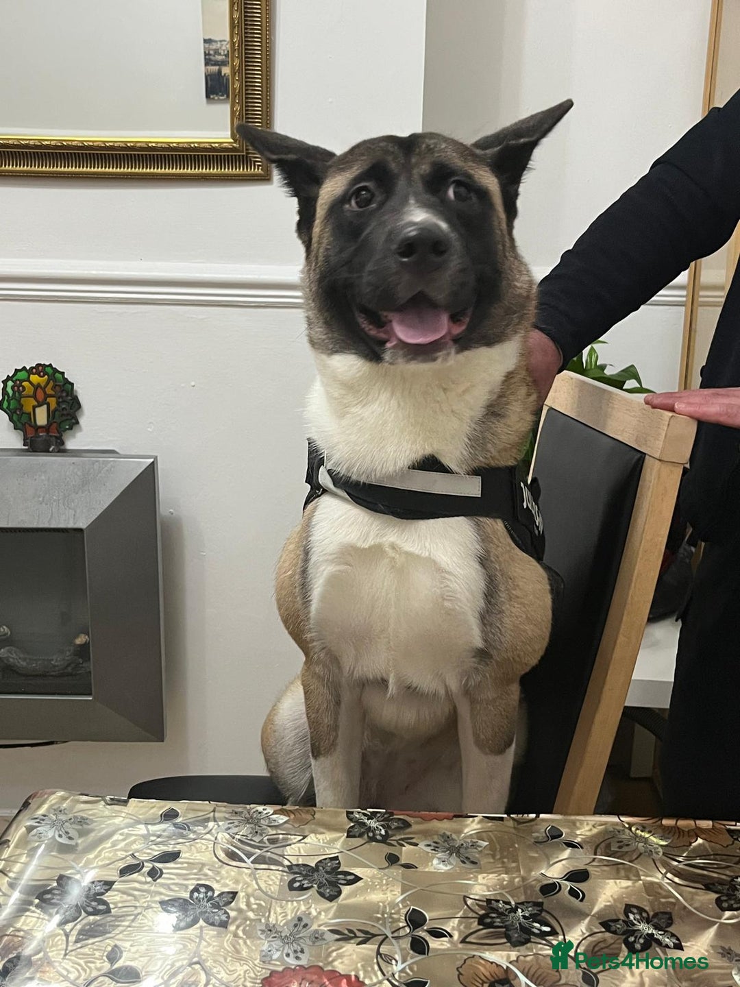 Huskita dogs for sale: Nella  - Image 3