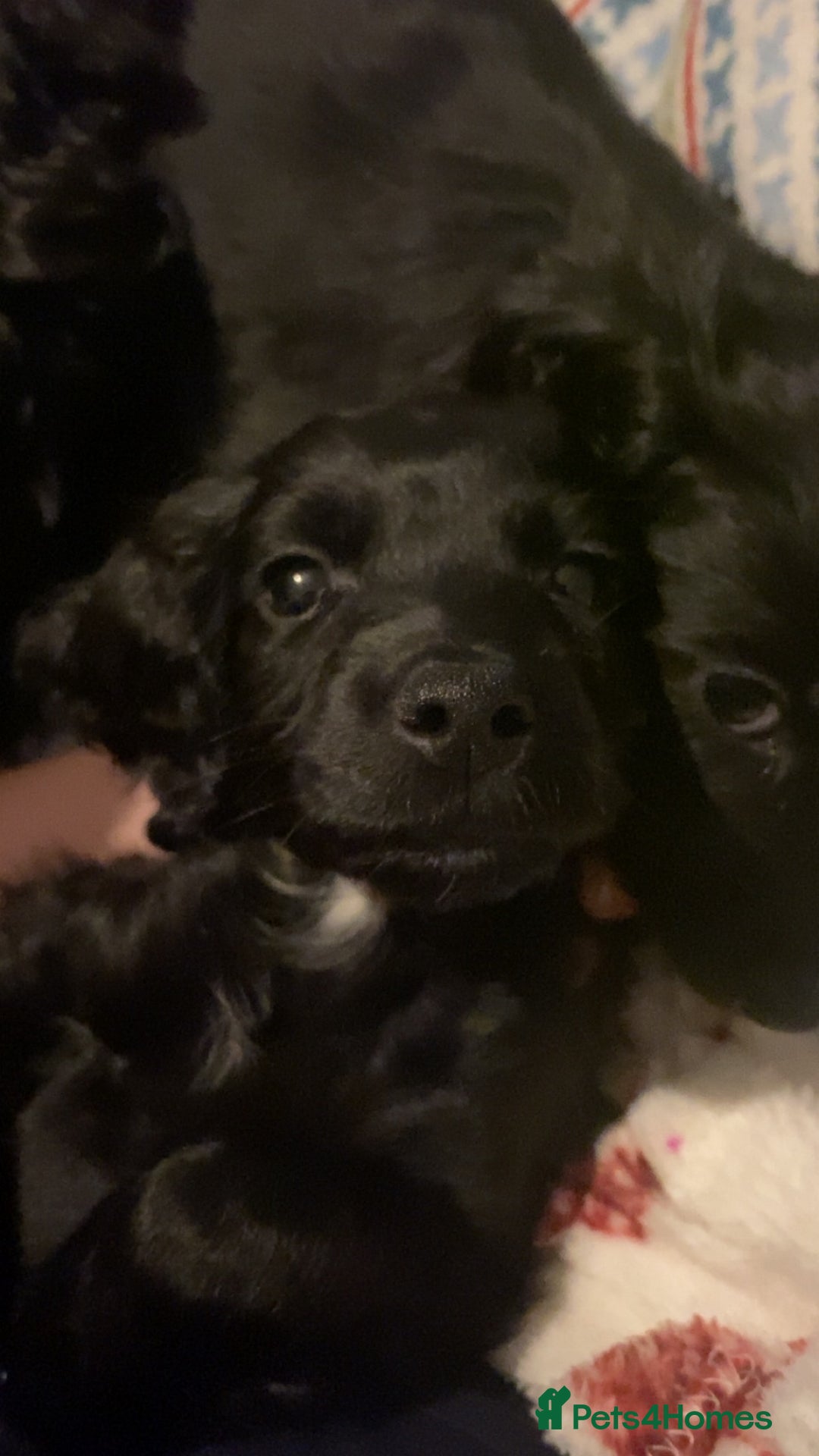 Cockapoo dogs for sale: 5 cockapoo puppies for adoption - Advert 8