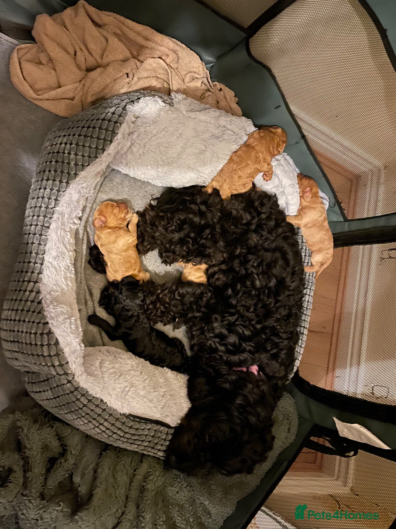 Cockapoo dogs F2 Cockerpoo puppies - Advert 1
