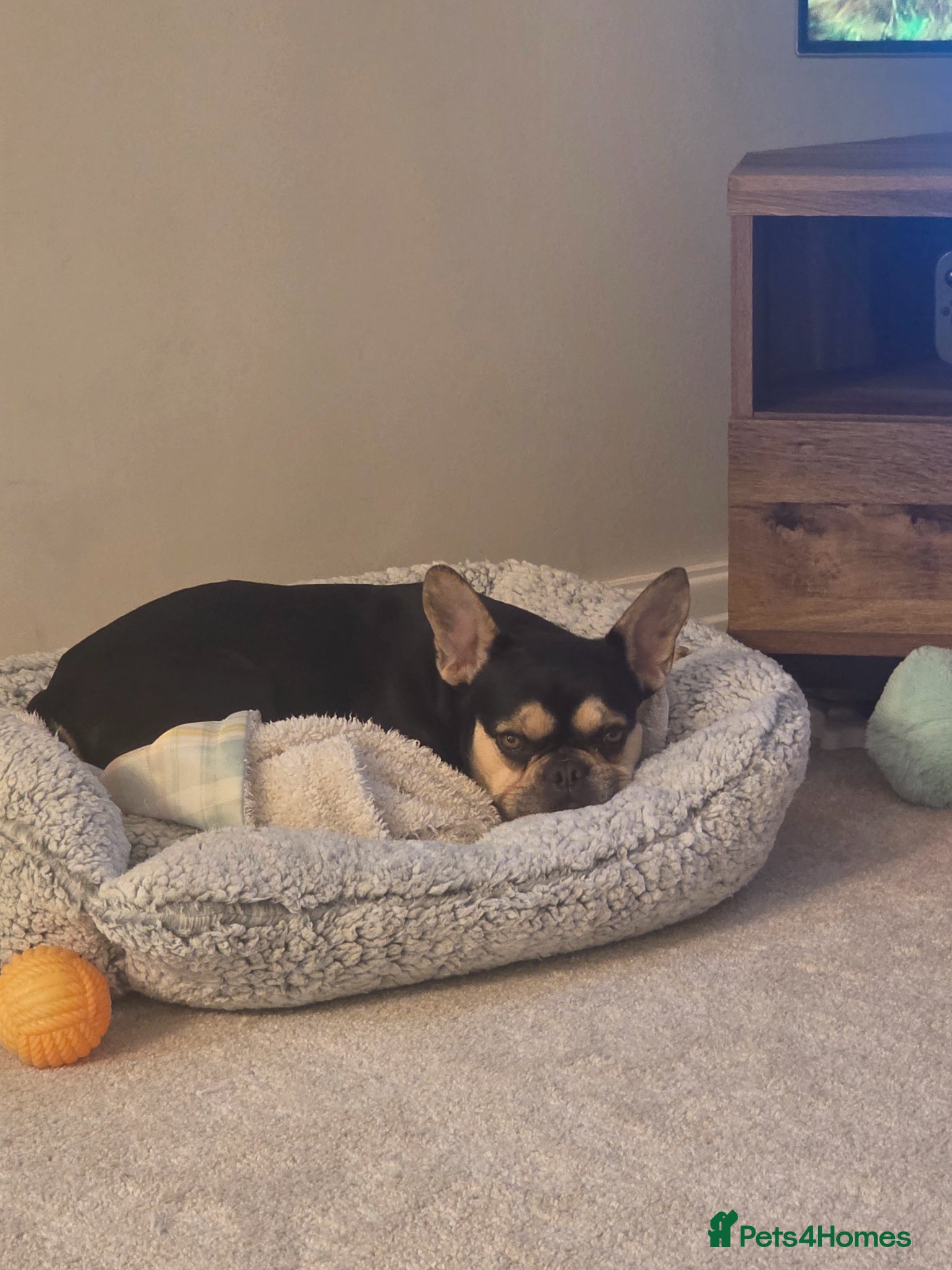 French Bulldog dogs French bulldog for new home - Advert 1