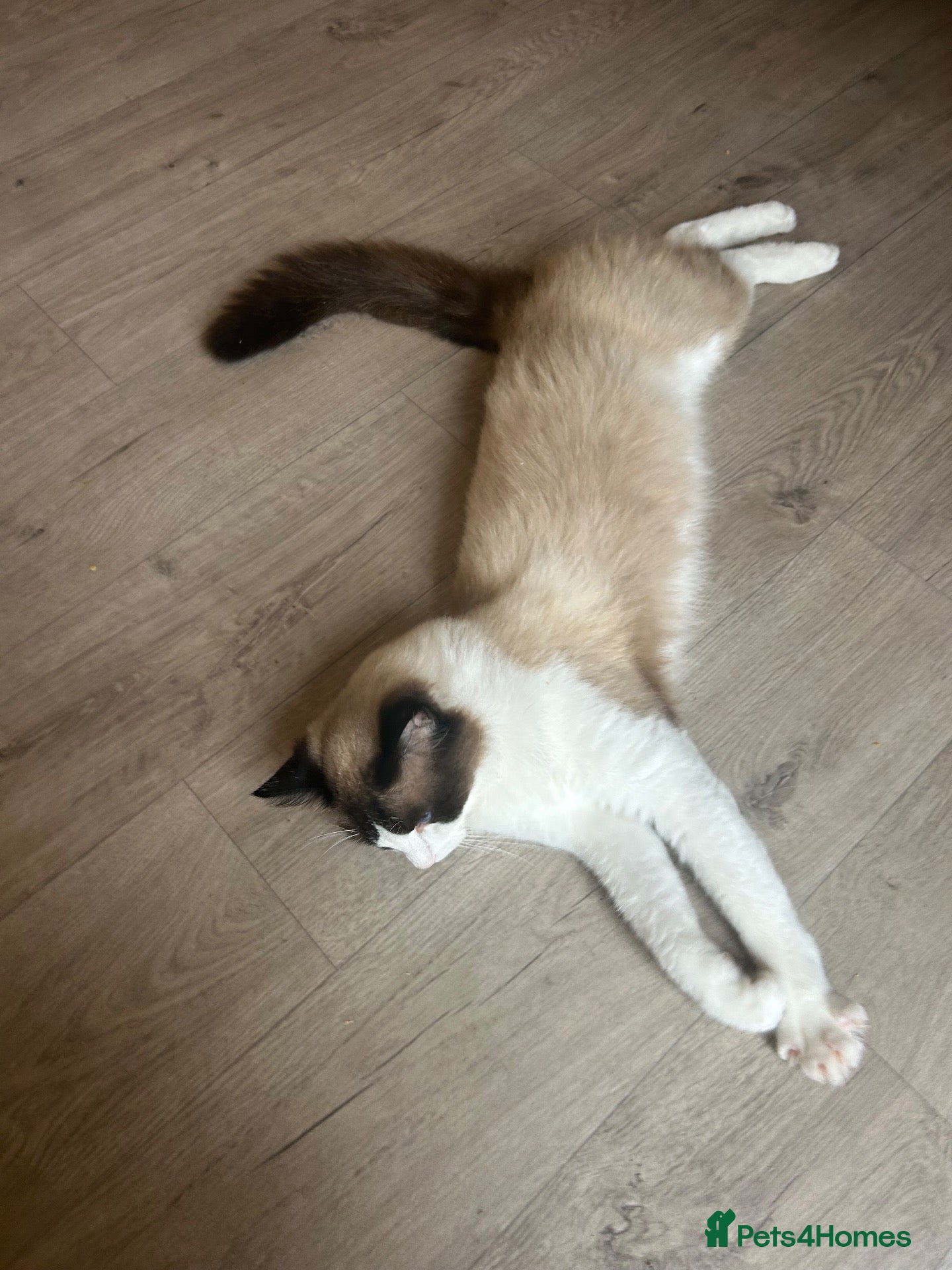 Ragdoll cats Sealpoint Ragdoll - Advert 4