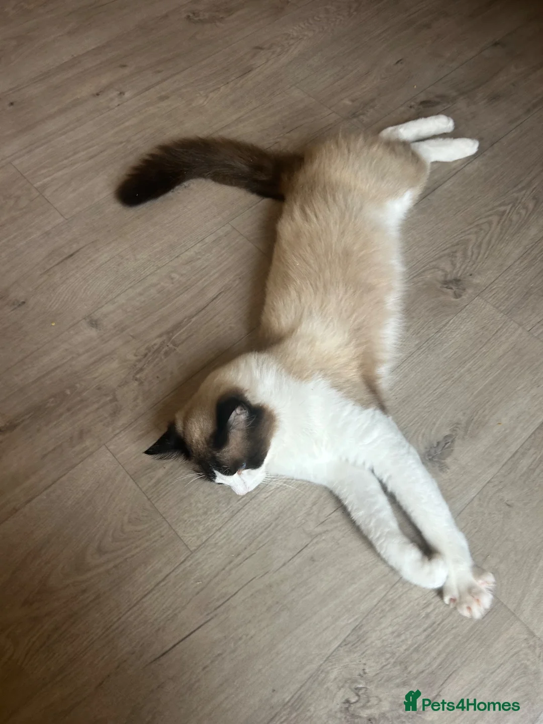 Ragdoll cats for sale: Sealpoint Ragdoll in Camborne - Advert 1