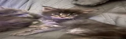 Maine Coon cats for sale: Maine coon kittens for sale - Advert 3