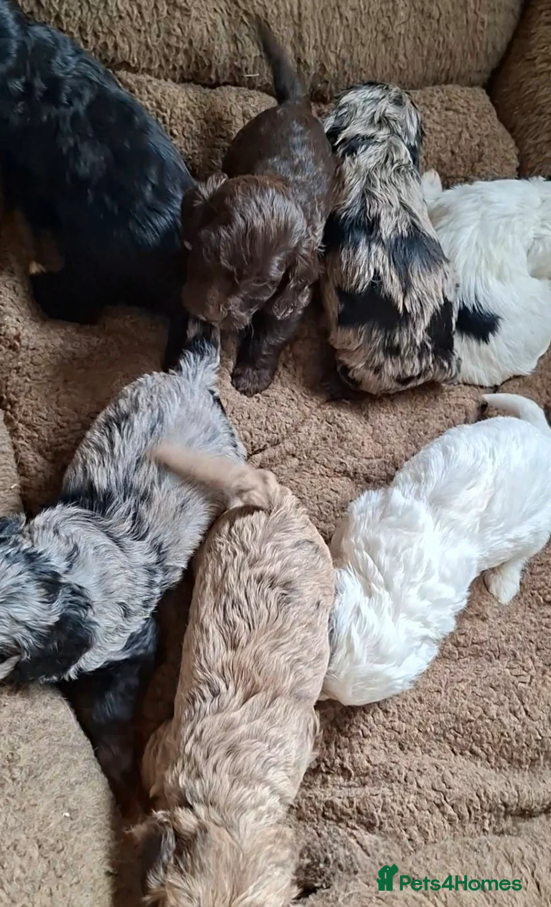 Cockapoo dogs for sale: F1 Cockapoo Puppies  - Advert 1