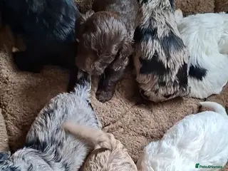 Cockapoo dogs F1 Cockapoo Puppies - Advert 7