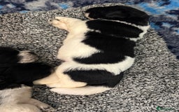 Newfoundland dogs for sale: QUALITY KC REGISTERED NEWFOUNDLAND PUPPIES - Image 9