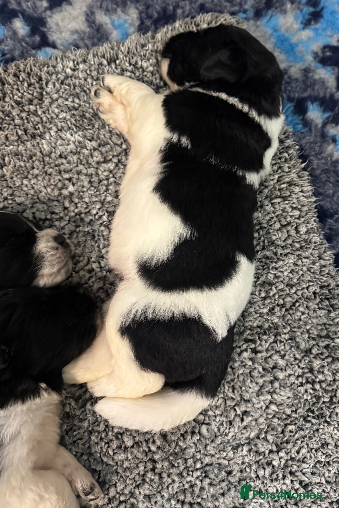 Newfoundland dogs for sale: QUALITY KC REGISTERED NEWFOUNDLAND PUPPIES - Image 9