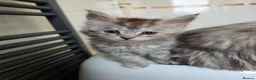 Maine Coon cats for sale: Pedigree TICA Registered Maine Coon Kittens - Advert 18