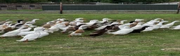Ducks poultry for sale: Ducks for sale - Advert 1
