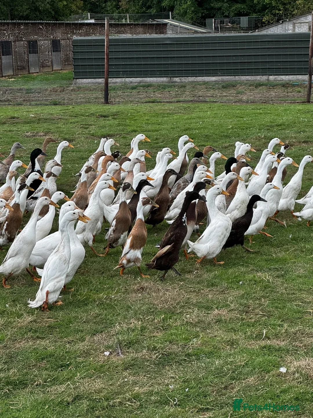 Ducks poultry for sale: Ducks for sale - Advert 1