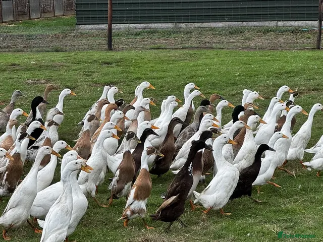 Ducks poultry for sale: Ducks for sale - Advert 1
