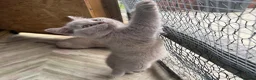 British Shorthair cats for sale: Lilac BSH  GCCF Boys  - Advert 11