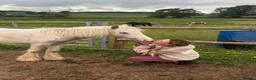 Irish Cob horses for sale: super friendly TGCA filly - Advert 7