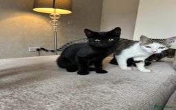 Mixed Breed cats for sale: 2 beautiful kittens ready for a loving home - Image 17
