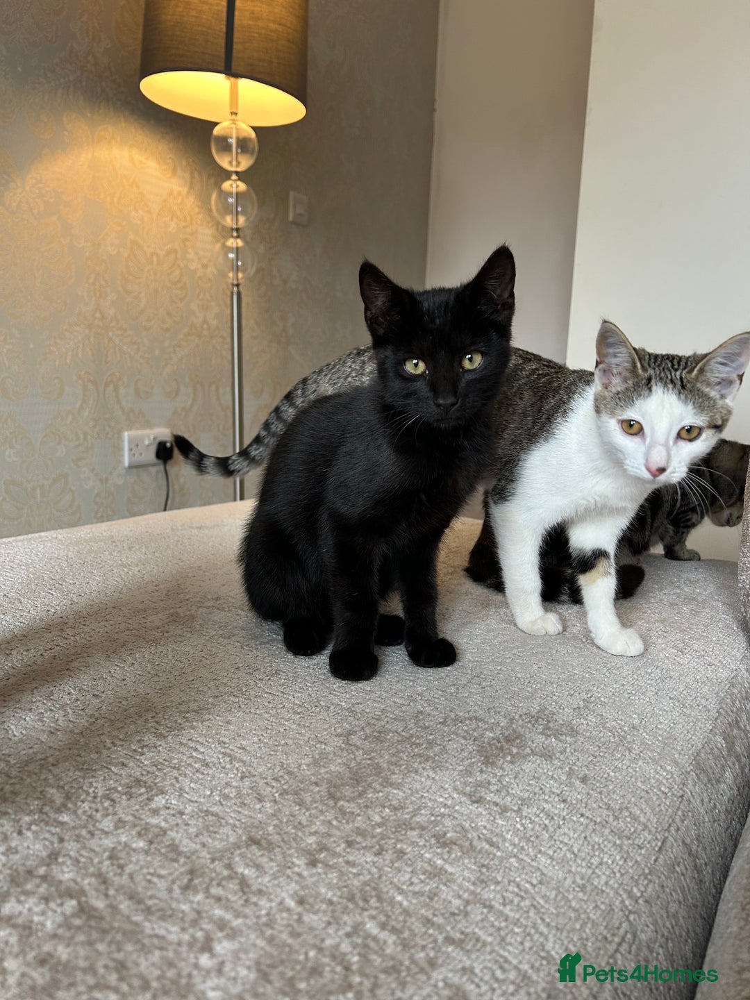 Mixed Breed cats for sale: 2 beautiful kittens ready for a loving home - Image 17