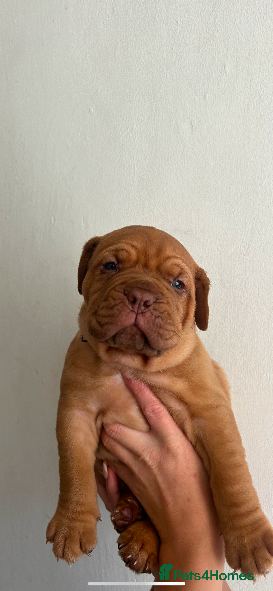 Dogue De Bordeaux dogs for sale: 2 BITCHES!LEFTFULL PEDIGREE 🦁 dogue de Bordeaux  - Advert 38