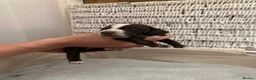 Mixed Breed dogs for sale: Only 2 Beautiful male Cockermatians left!!!! - Advert 30