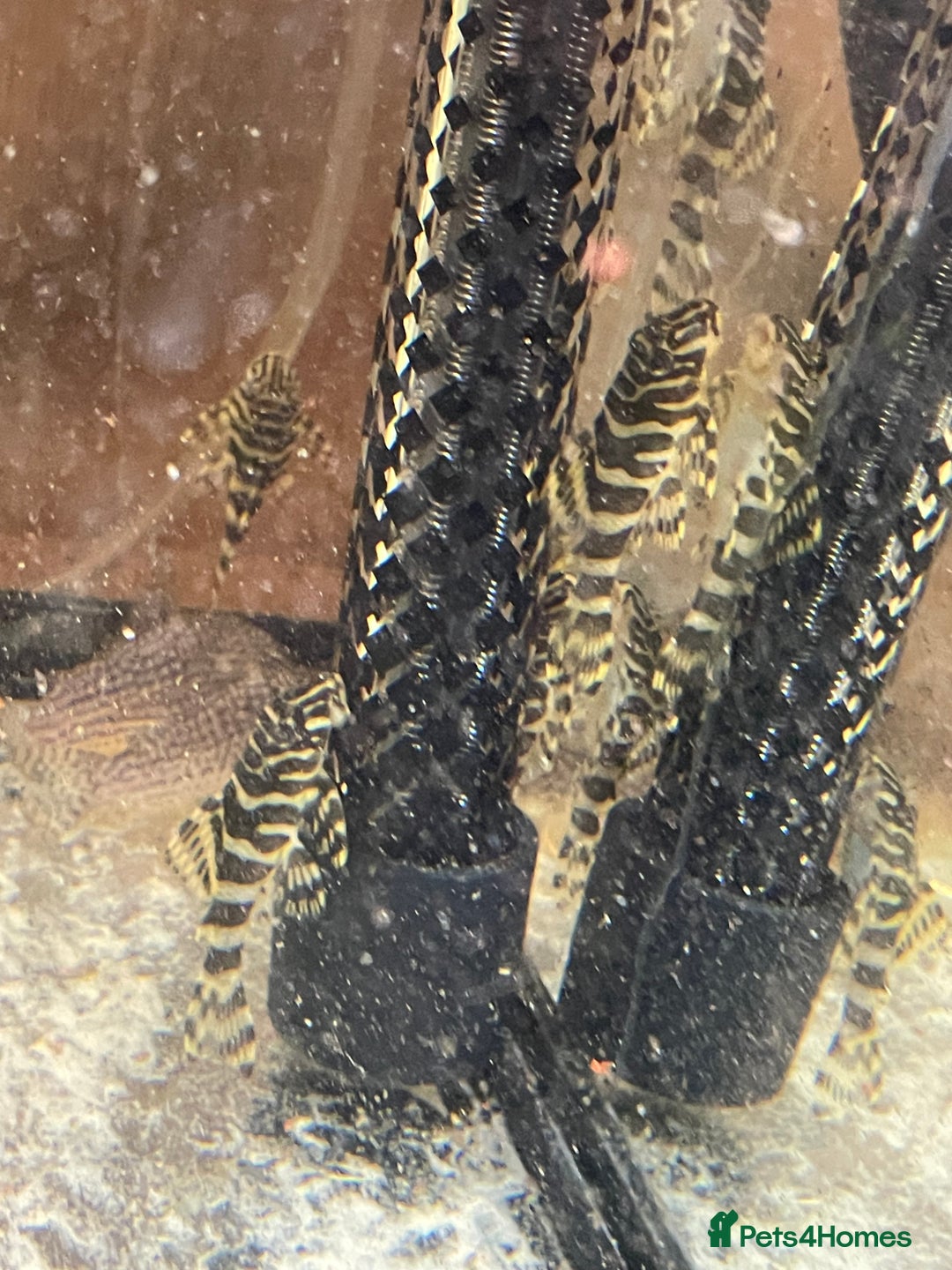 Plecos fish for sale: L134 leopard frog pleco juveniles - Advert 1