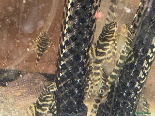 Plecos fish L134 leopard frog pleco juveniles - Advert 8
