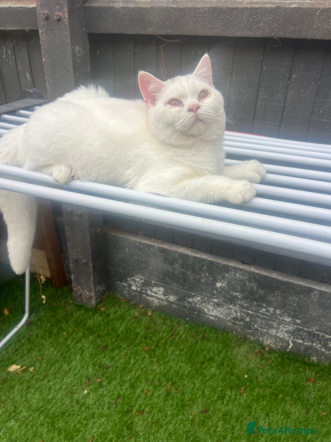 British Shorthair cats for sale: LAST 1  BSH WHITE  BOY GCCF REGISTERED!!!!! - Advert 9