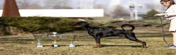 Dobermann dogs for sale:     ✨Carefully Planned KC Registered litter ✨  - Advert 9